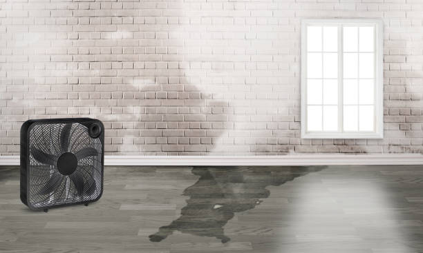 Best Water damage cleanup near me  in Martinsburg, WV