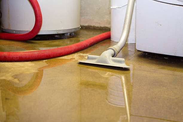 Best Mold removal after water damage  in Martinsburg, WV