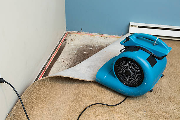 Best Water damage restoration mold remediation  in Martinsburg, WV